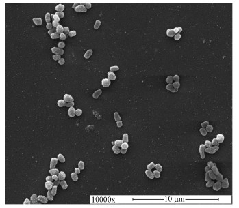 圖片關(guān)鍵詞